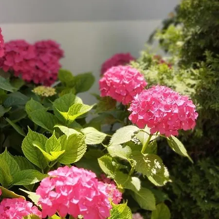 Ars 아파트 노비사드